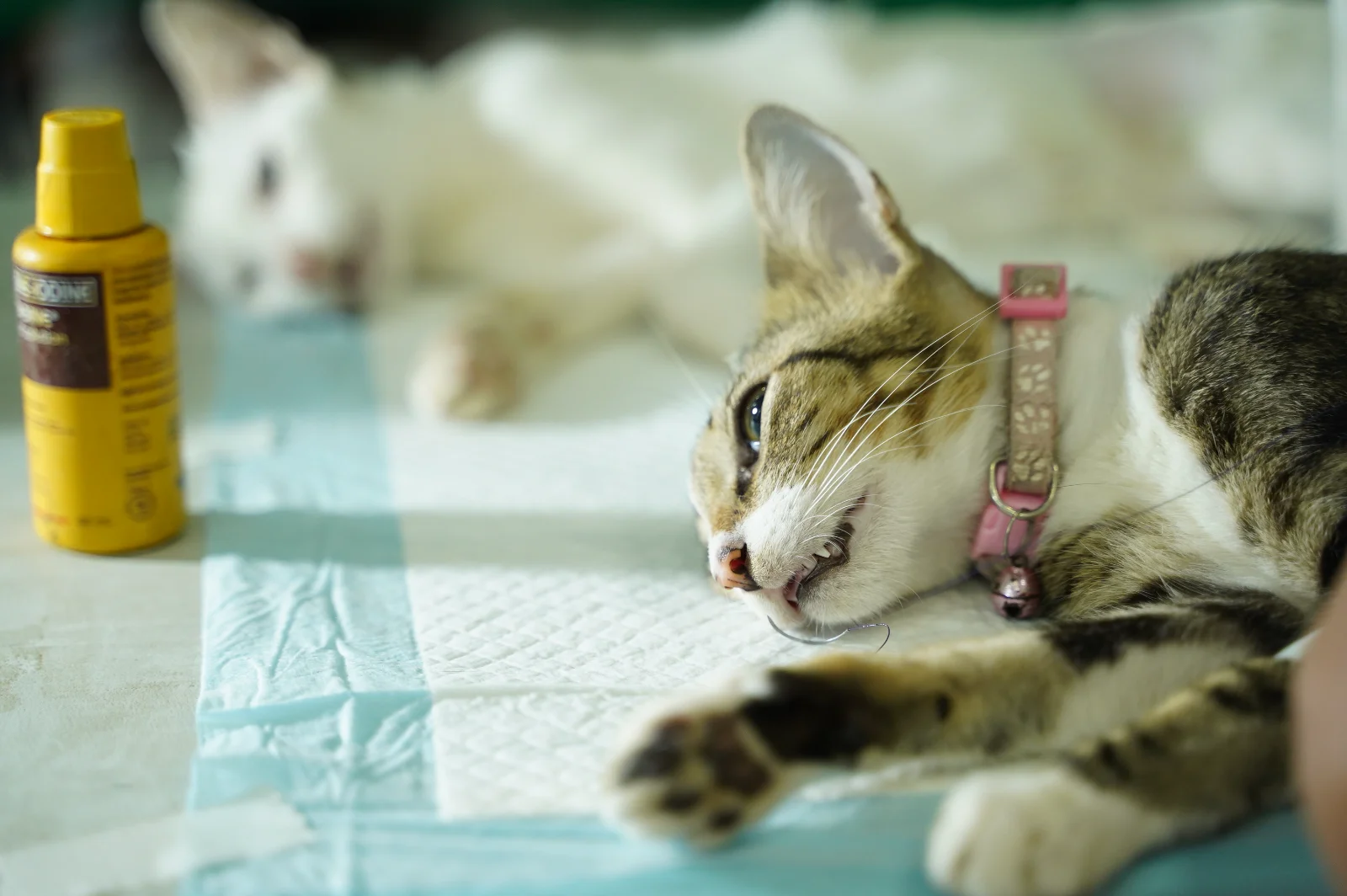 Project Pet Pet — photo 6