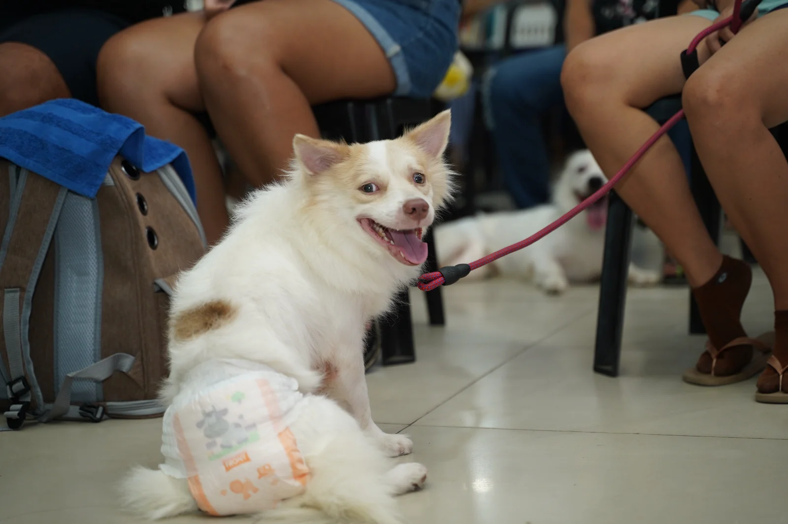 Project Pet Pet — photo 2