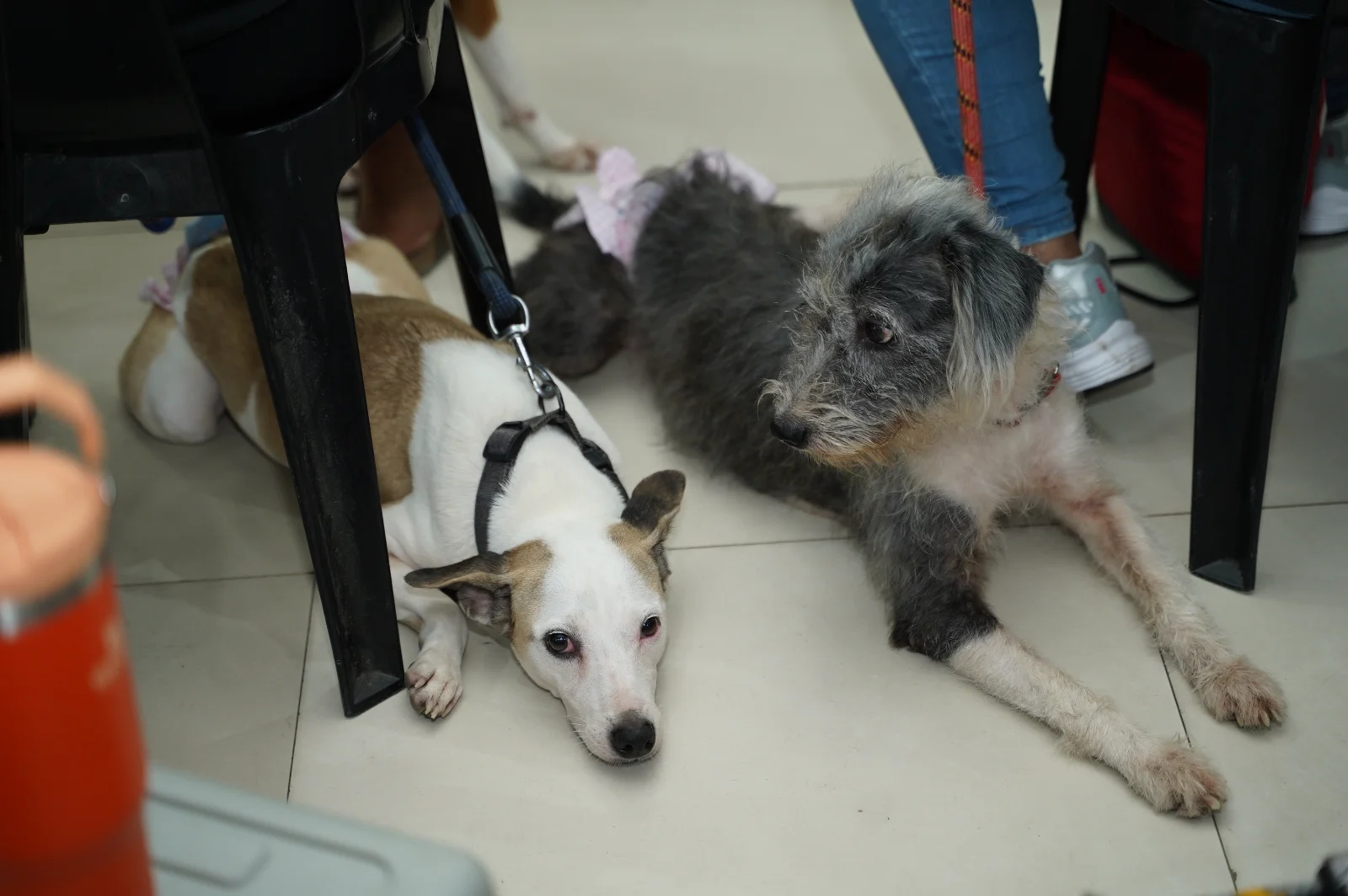 Project Pet Pet — photo 3